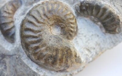 Pseudolioceras compactile