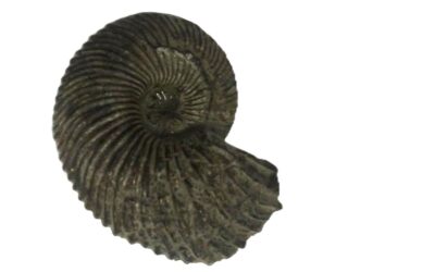 Quenstedtoceras praelamberti