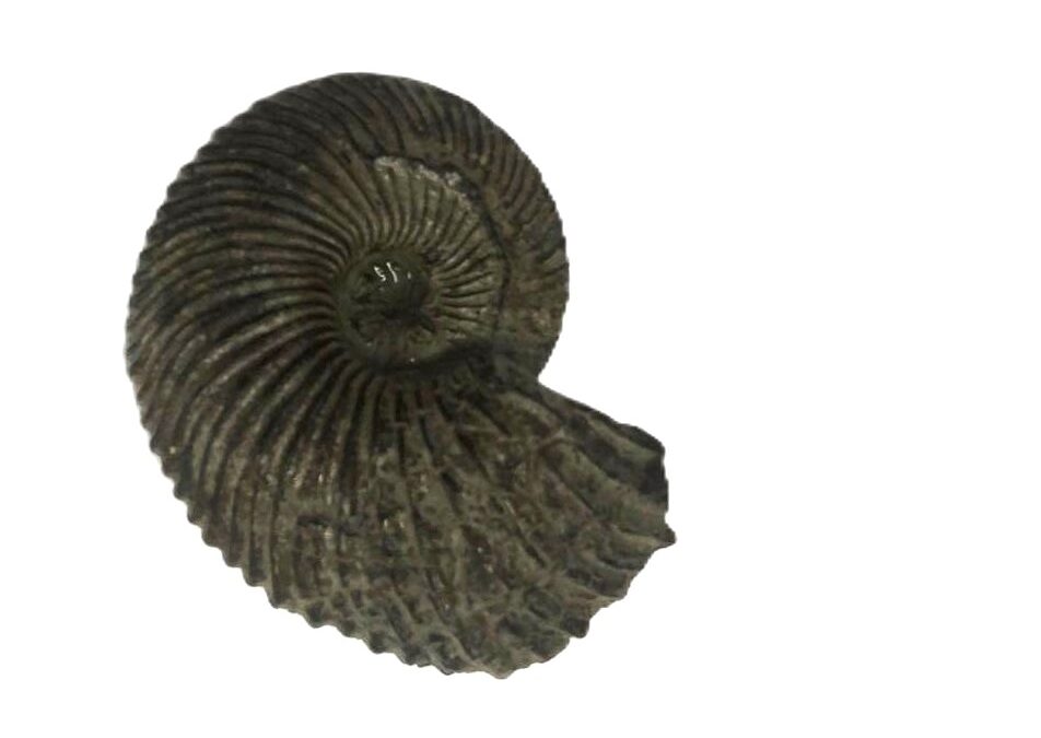 Quenstedtoceras praelamberti