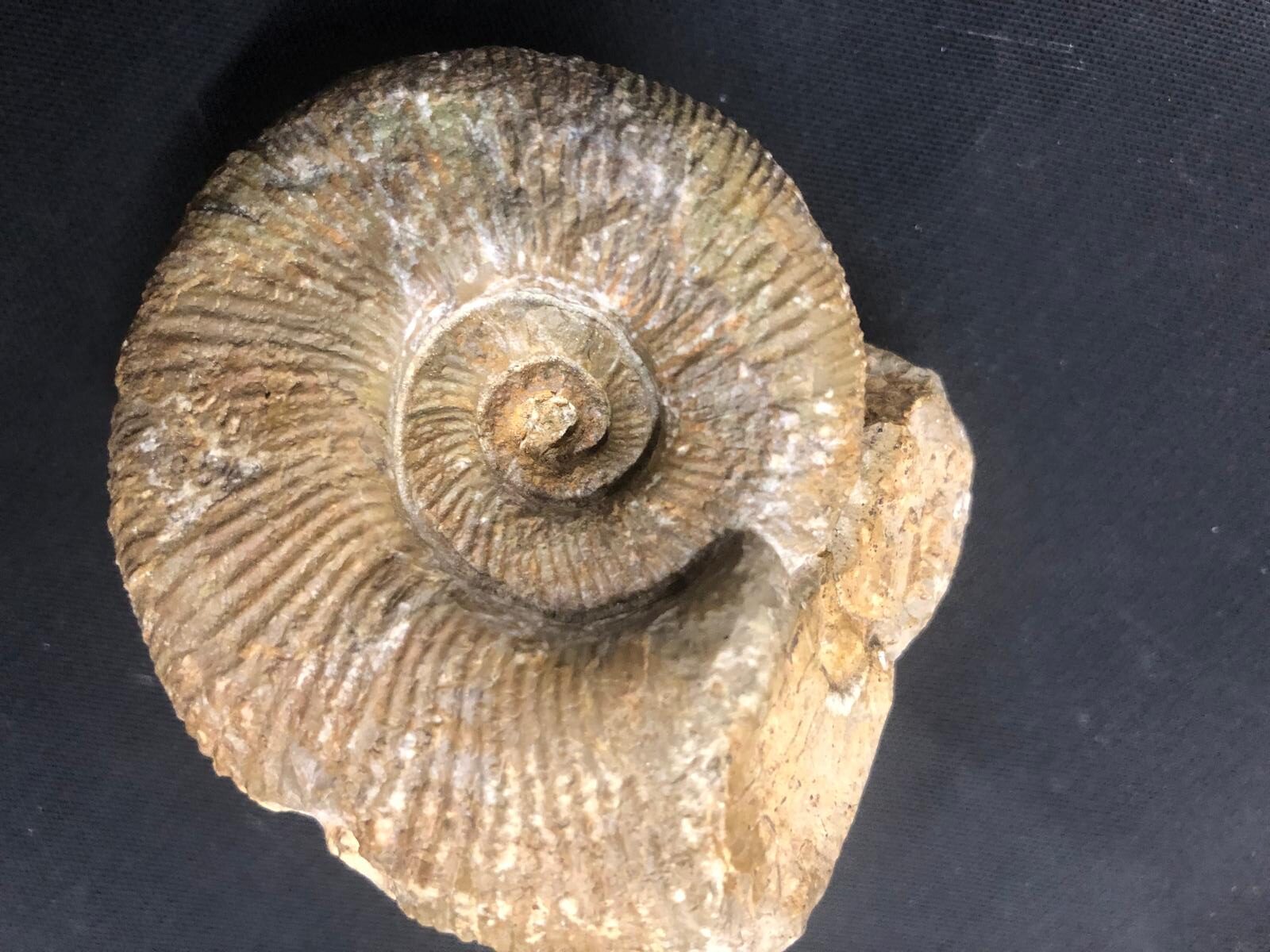 Subdiscosphinctes-Oxfordium