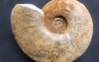 Taramelliceras (Metahaploceras) nodosisuculatum