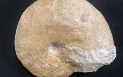 Taramelliceras (Taramelliceras) compsum