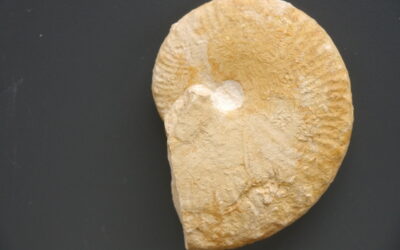 Taramelliceras (Taramelliceras) compsum