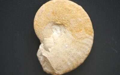Taramelliceras (Proscaphites) tricristatum