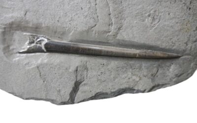 Belemnit Youngibelus gigas