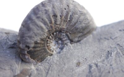 Amaltheus magaritatus, pathologisch