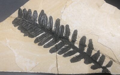 Samenfarn Cyadoteris jurensis