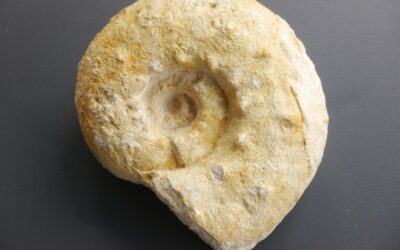 Aspidoceras acanthicum