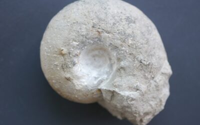 Aspidoceras binodum