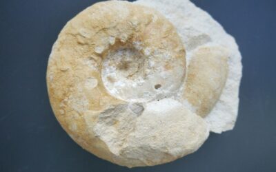 Aspidoceras hystricosum
