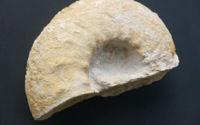 Aspidoceras iphicerum
