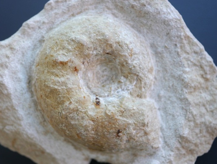Aspidoceras sp.-2-Kimmeridgium
