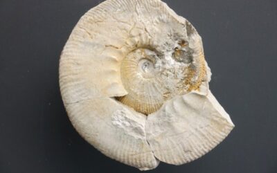 Ataxioceras (Ataxioceras) catenatum
