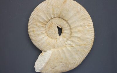 Ataxioceras (Ataxioceras) cf. illibatum