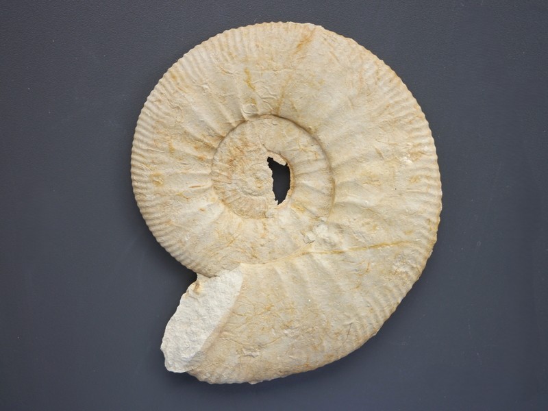 Ataxioceras (Ataxioceras) cf. illibatum-Kimmeridgium