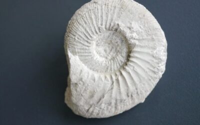 Ataxioceras (Ataxioceras) cf. polyplocum