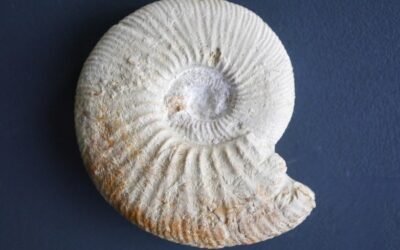 Ataxioceras (Ataxioceras) subinvolutum
