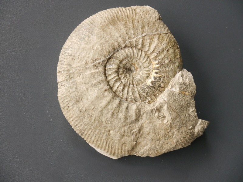 Ataxioceras (Ataxioceras) desmoides-Kimmeridgium