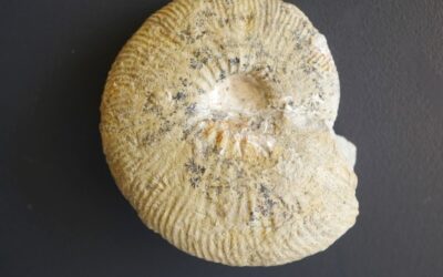 Ataxioceras (Ataxioceras) hypselocyclum