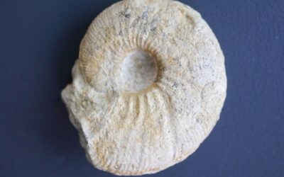 Ataxioceras (Ataxioceras) hypselocyclum, juvenil