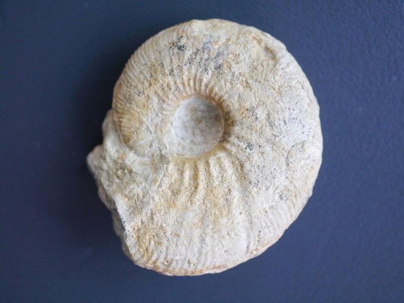 Ataxioceras (Ataxioceras) hypselocyclum, juvenil-Kimmeridgium