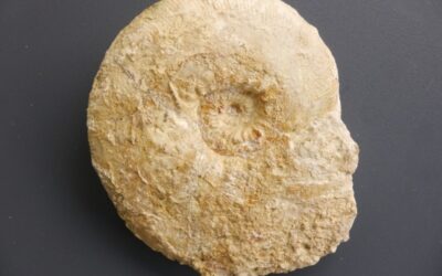 Ataxioceras (Ataxioceras) pulchellum