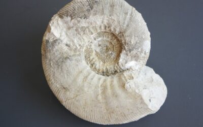 Ataxioceras (Ataxioceras) striatellum