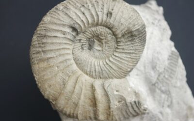 Ataxioceras (Parataxioceras) cf. effrenatum