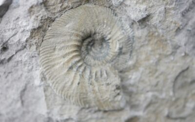 Ataxioceras (Parataxioceras) lothari