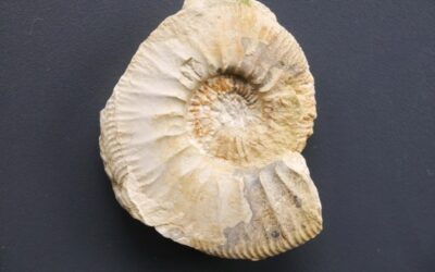 Ataxioceras (Parataxioceras) pseudoeffrenatum