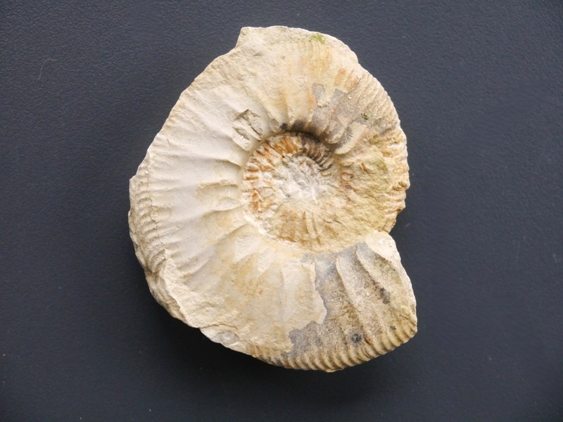 Ataxioceras (Parataxioceras) pseudoeffrenatum-Kimmeridgium