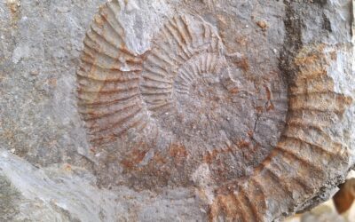 Ataxioceras (Parataxioceras) schaireri
