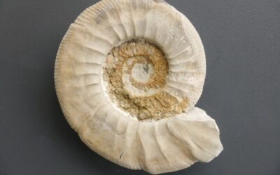 Ataxioceras (Paratxioceras) planulatum