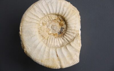 Ataxioceras (Parataxioceras) oppeli
