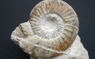 Ataxioceras (Ataxioceras) discobolum