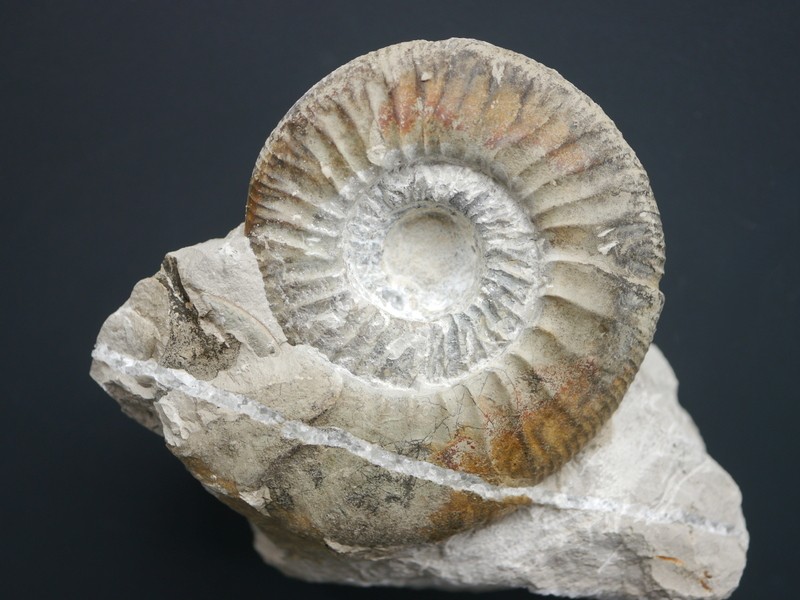 Ataxioceras discobolum-Kimmeridgium