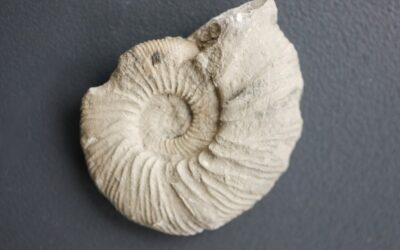 Ataxioceras sp.