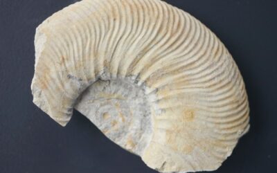 Ataxioceras sp.