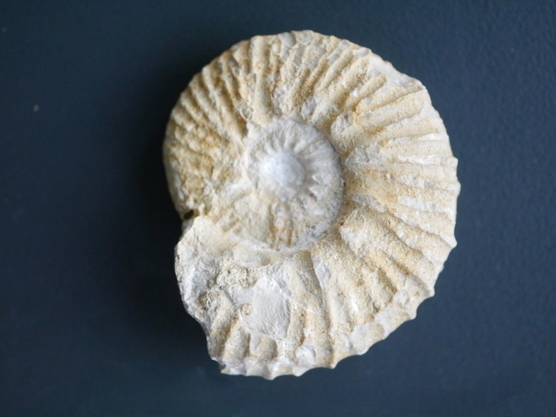 Aulacostaphanus (Aulacostephanoceras) eudoxus-2-Kimmeridgium