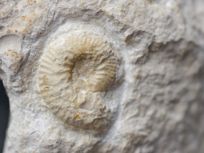 Aulacostephanus (Aulacostephanites) peregrinus-Kimmeridgium