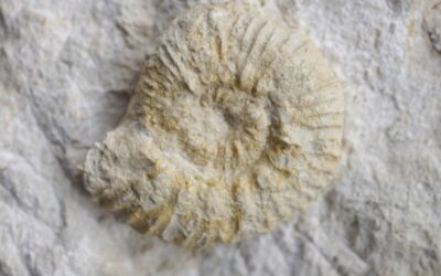 Aulacostephanus (Aulacostephanoceras) pusillus dossennus