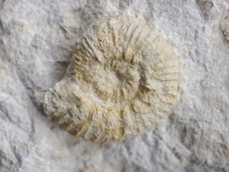 Aulacostephanus (Aulacostephanoceras)-1- pusillus dossennus-Kimmeridgium