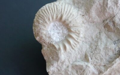 Aulacostephanus (Aulacostephanoceras) pusillus dossennus