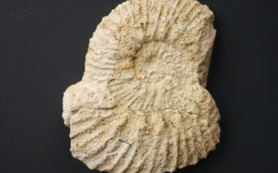 Aulacostephanus (Pararasenia) quenstedti