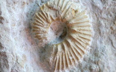 Aulacostephanus (Aulacostephanoceras) undorae