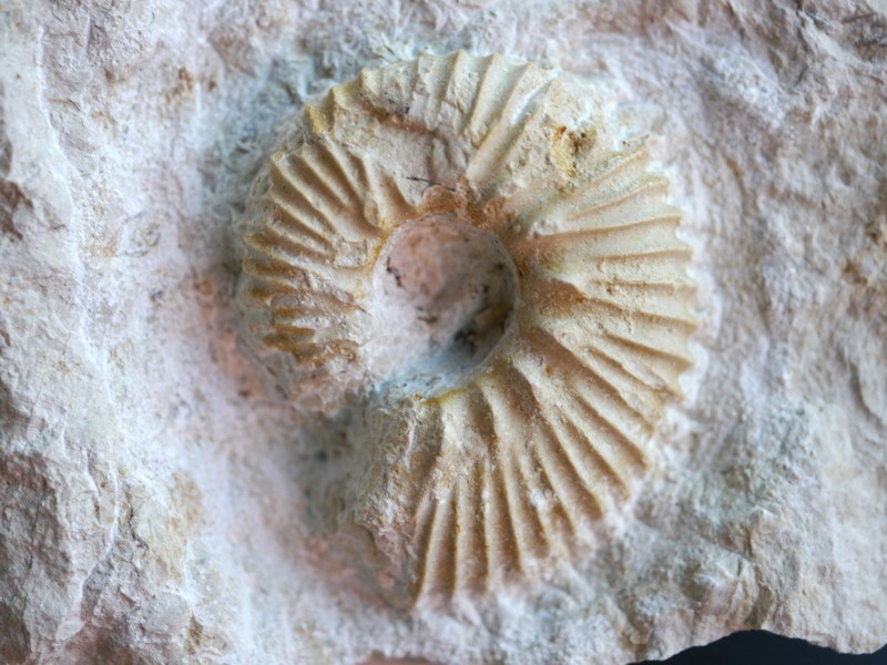 Aulacostephanus (Aulacostephanoceras) undorae-Kimmeridgium