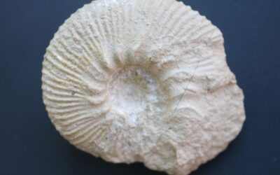 Aulacostephanus (Aulacostephanus) pseudomutabilis