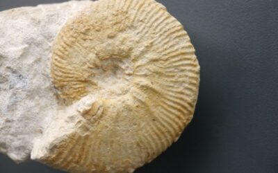 Aulacostephanus (Aulacostephanus) pseudomutabilis