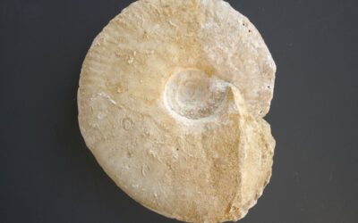 Aulacostephanus (Aulacostephanus) pinguis