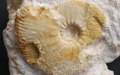 Aulacostephanus sp.